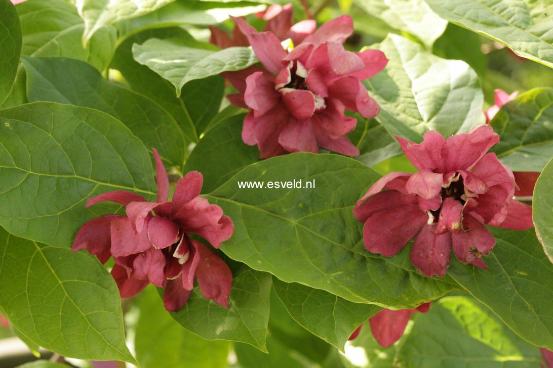 Calycanthus raulstonii 'Hartledge Wine'