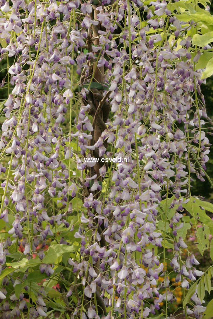 Wisteria floribunda 'Multijuga' (Kyushaku)