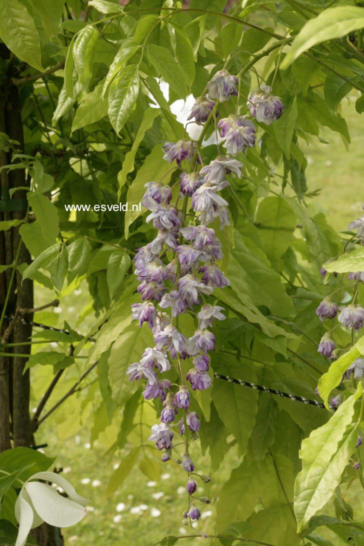 Wisteria floribunda 'Violacea Plena'