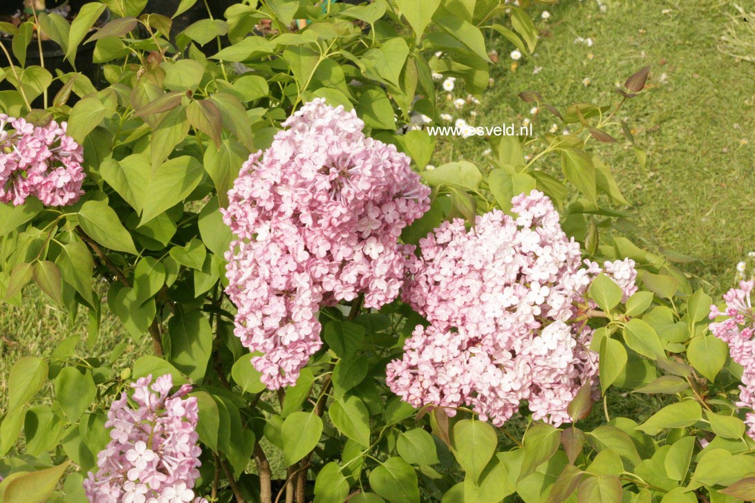 Syringa hyacinthiflora 'Maiden's Blush'