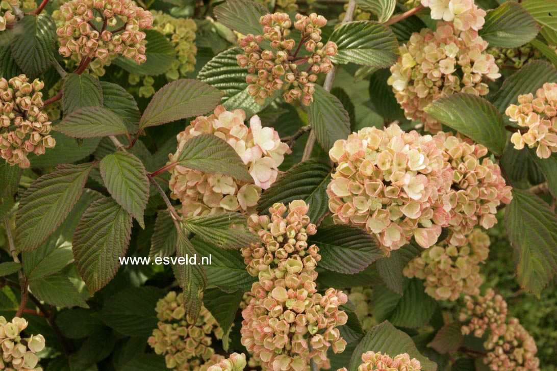 Viburnum plicatum 'Mary Milton'