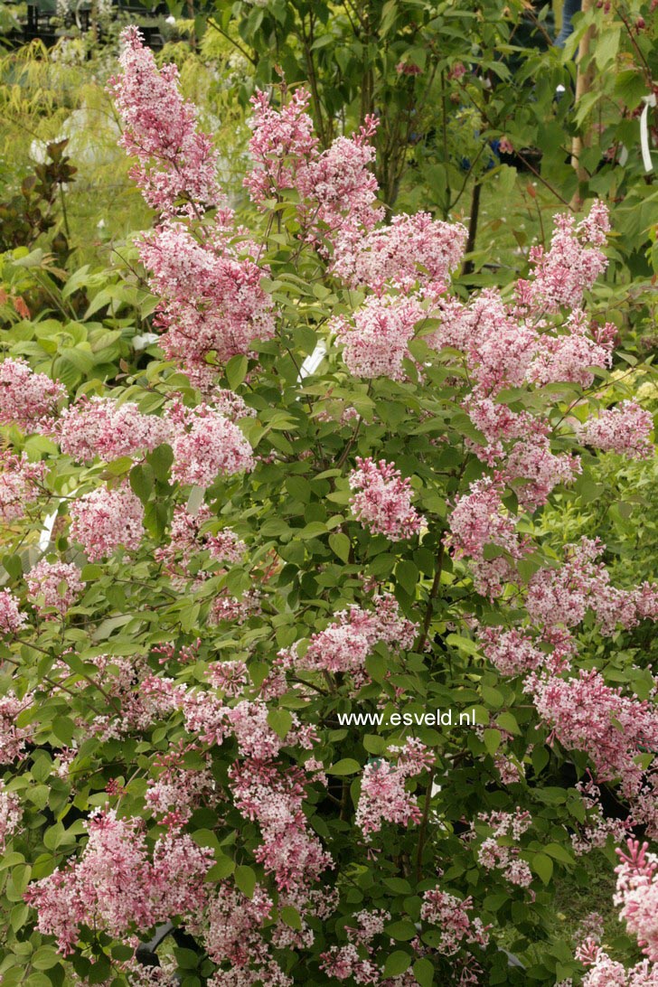 Syringa microphylla 'Superba'