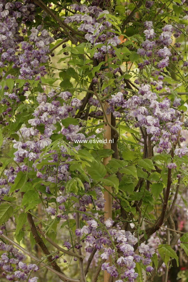 Wisteria floribunda 'Violacea Plena'