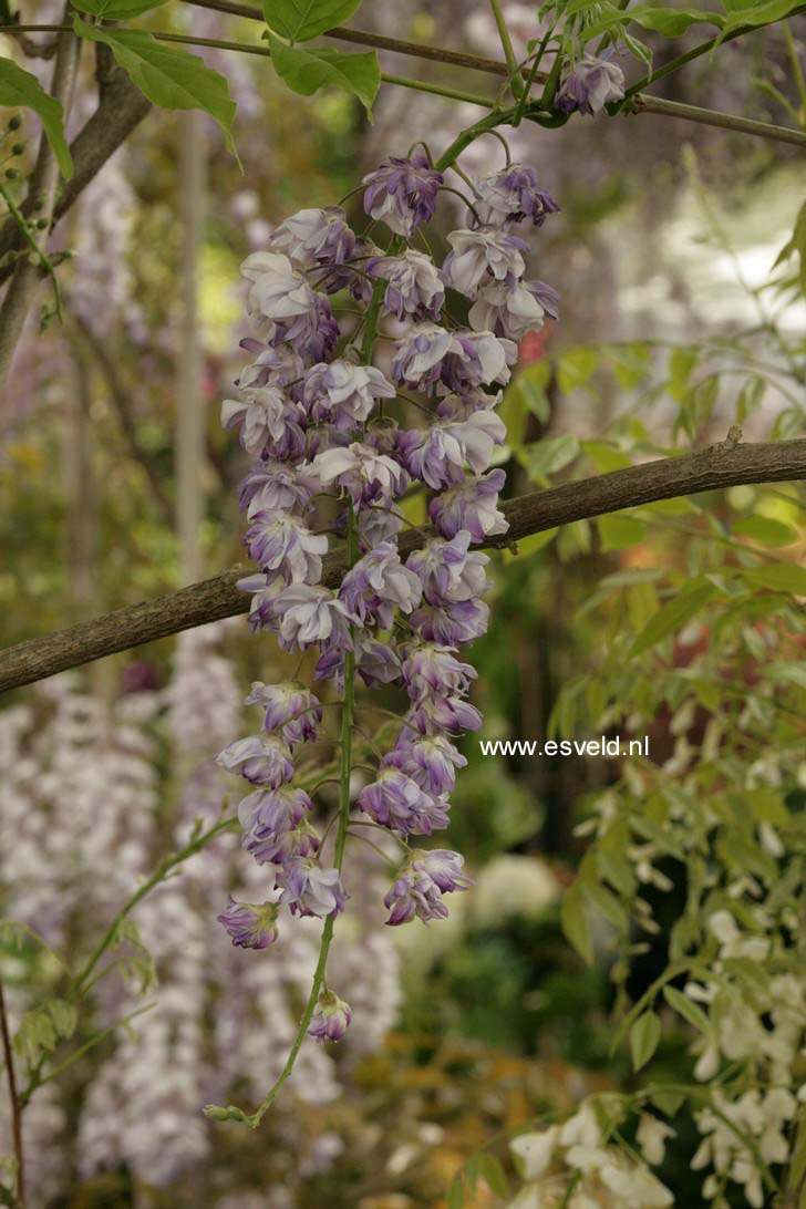 Wisteria floribunda 'Violacea Plena'