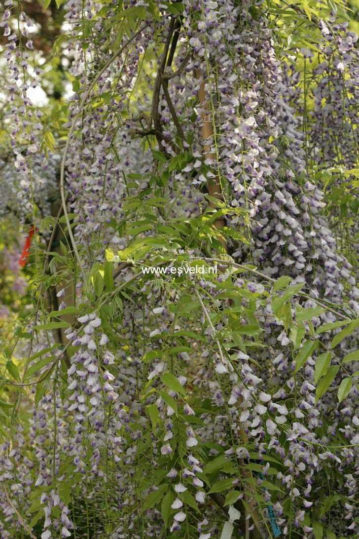 Wisteria floribunda 'Multijuga' (Kyushaku)