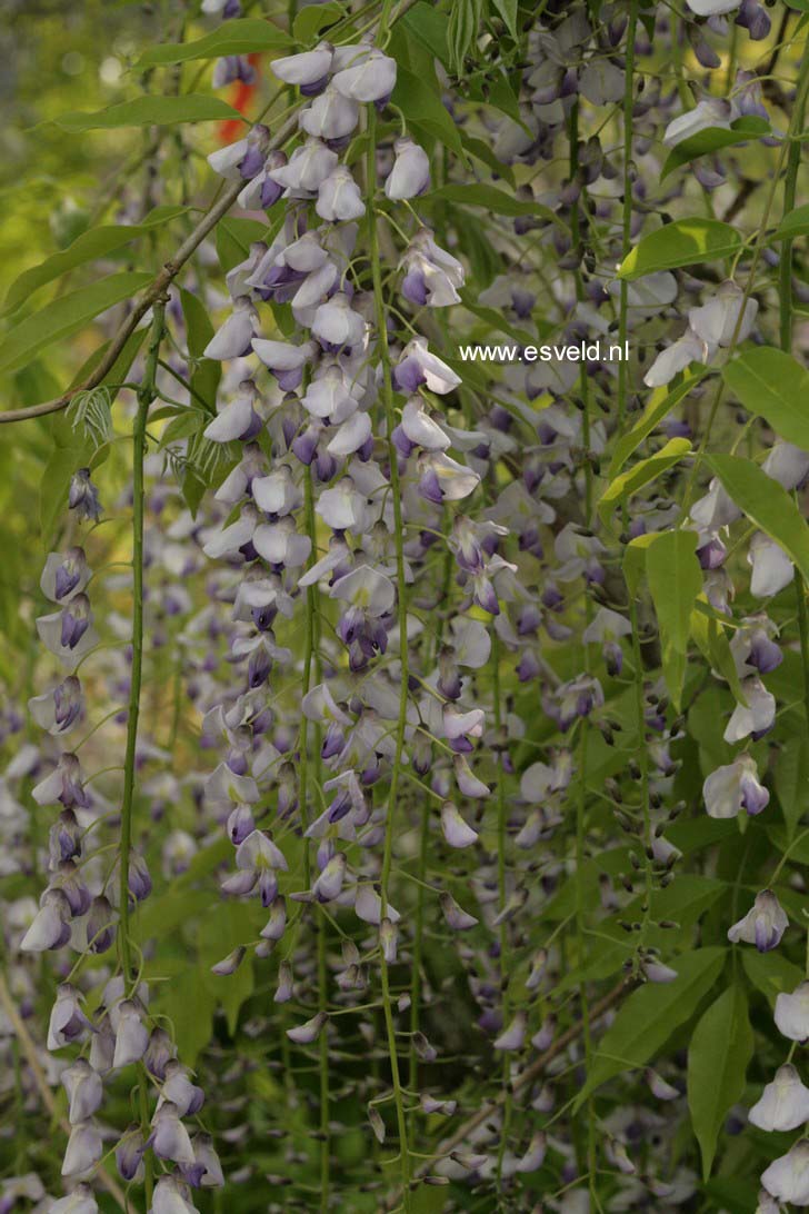 Wisteria floribunda 'Multijuga' (Kyushaku)