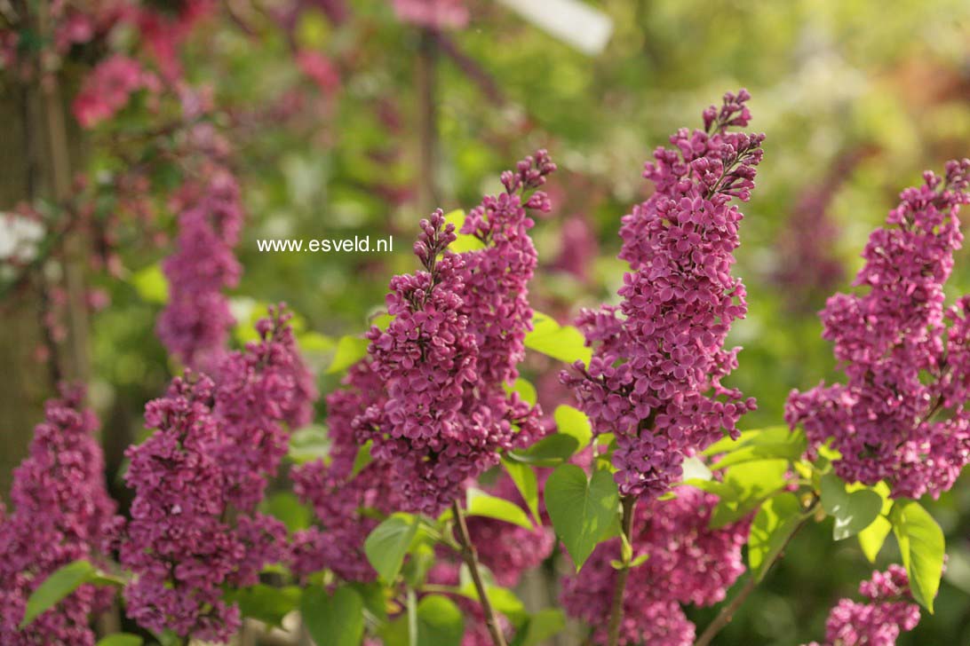 Syringa vulgaris 'Charles Joly'