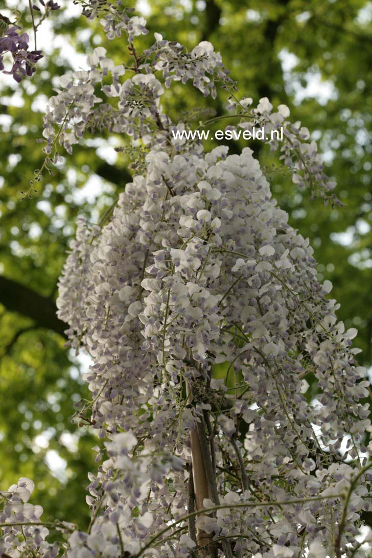 Wisteria floribunda 'Domino' (Issai)