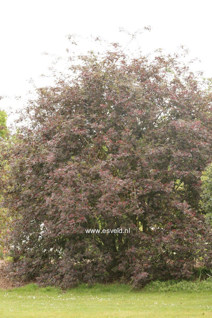 Sambucus nigra 'Guincho Purple'