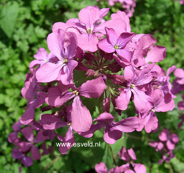 Lunaria annua