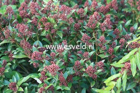 Skimmia japonica 'Ruby King'