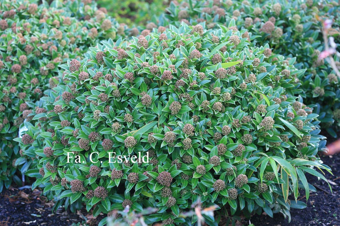 Skimmia japonica 'Fragrant Cloud'