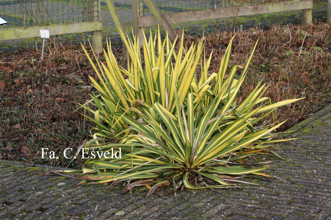 Yucca flaccida 'Golden Sword'