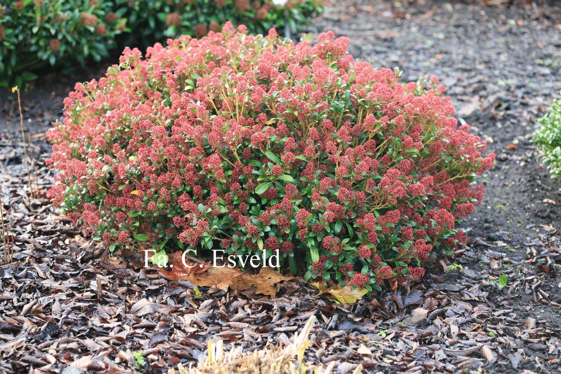 Skimmia japonica 'Rubinetta'