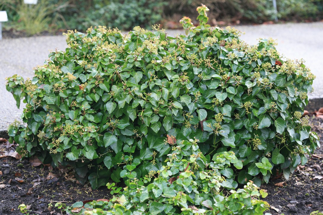 Hedera hibernica 'Arbori Compact'