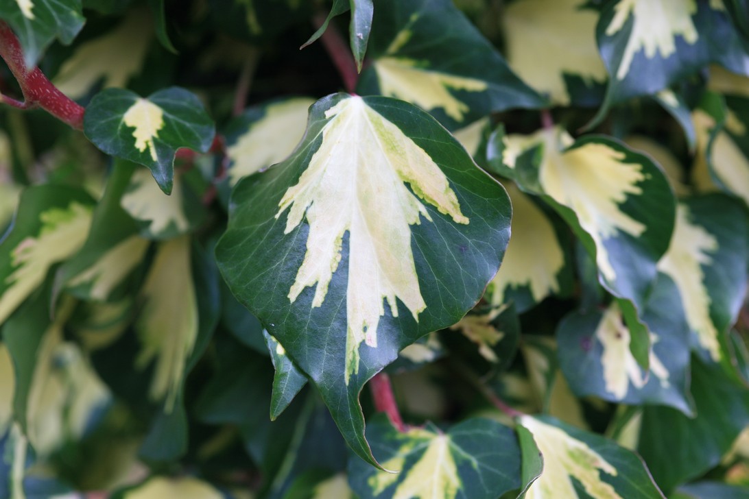 Hedera helix 'Goldheart'