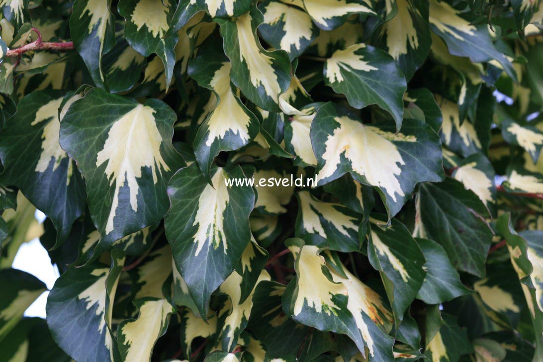 Hedera helix 'Goldheart'