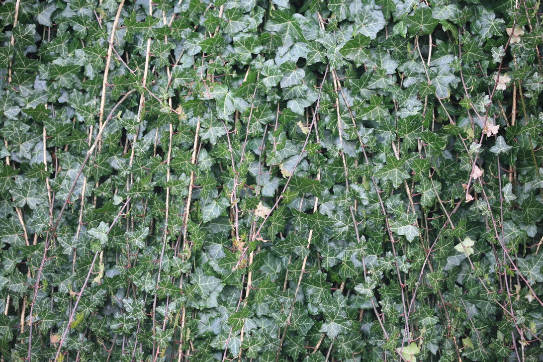 Hedera helix 'Thorndale'