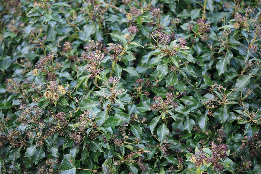 Hedera helix 'Simone'