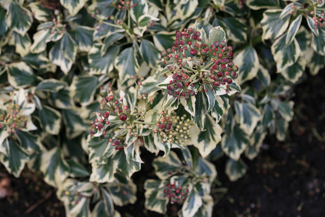 Hedera helix 'Ice Cream'