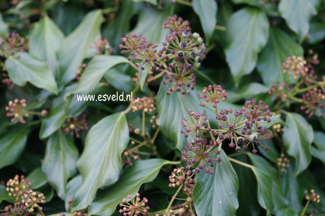 Hedera colchica 'Fall Favourite'