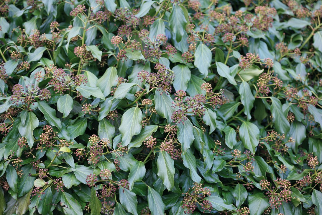 Hedera colchica 'Fall Favourite'