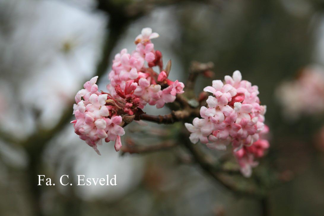 Viburnum bodnantense 'Dawn'