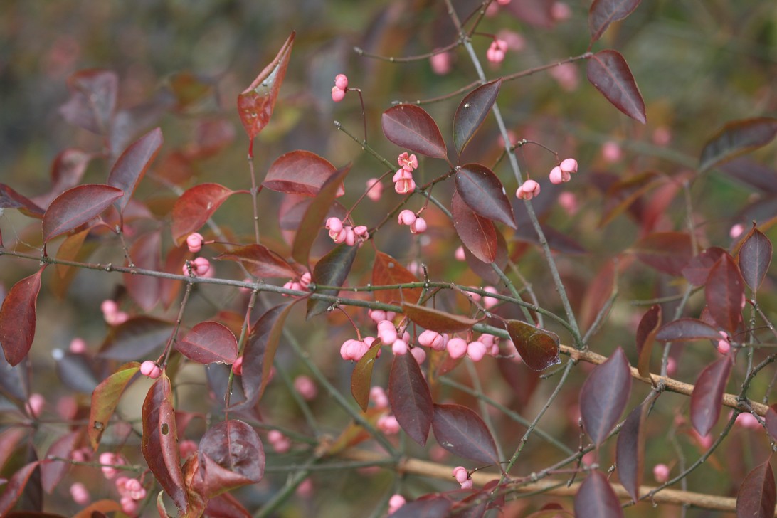 Euonymus hamiltonianus 'Indian Summer'