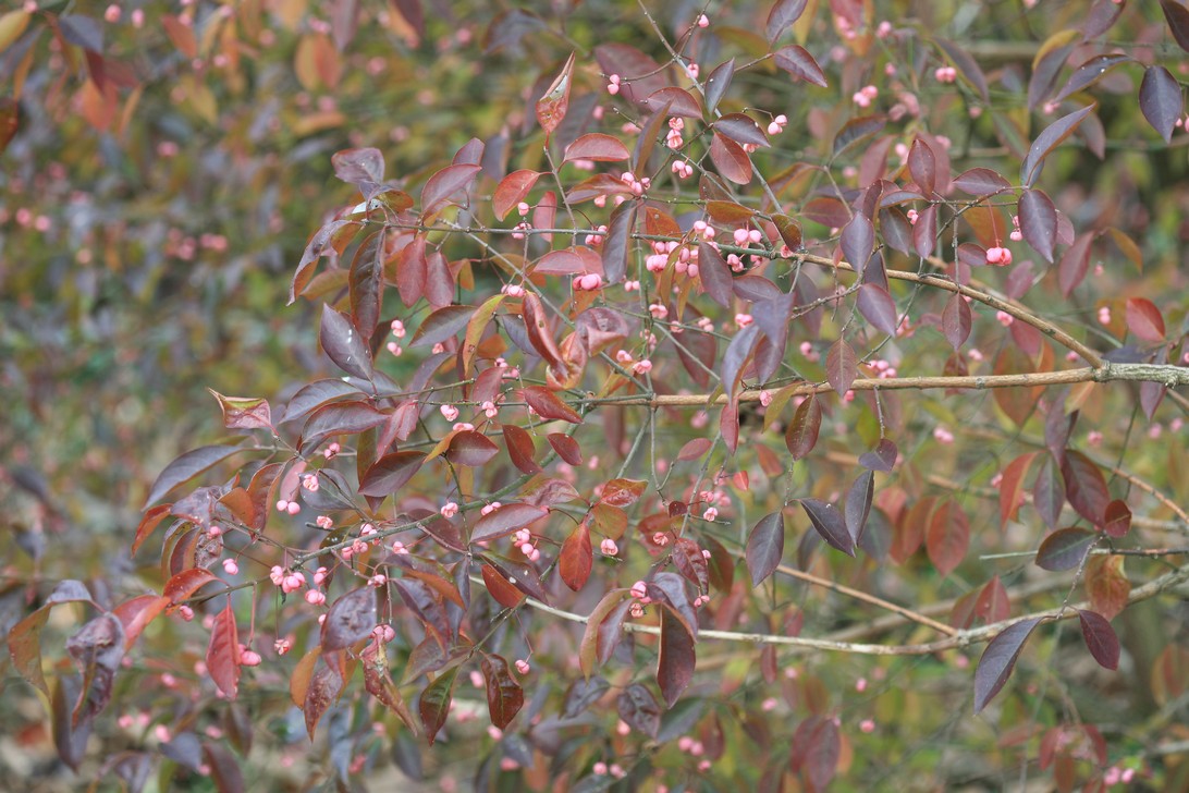 Euonymus hamiltonianus 'Indian Summer'