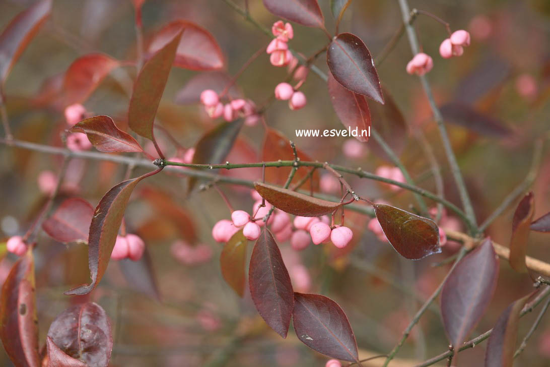 Euonymus hamiltonianus 'Indian Summer'