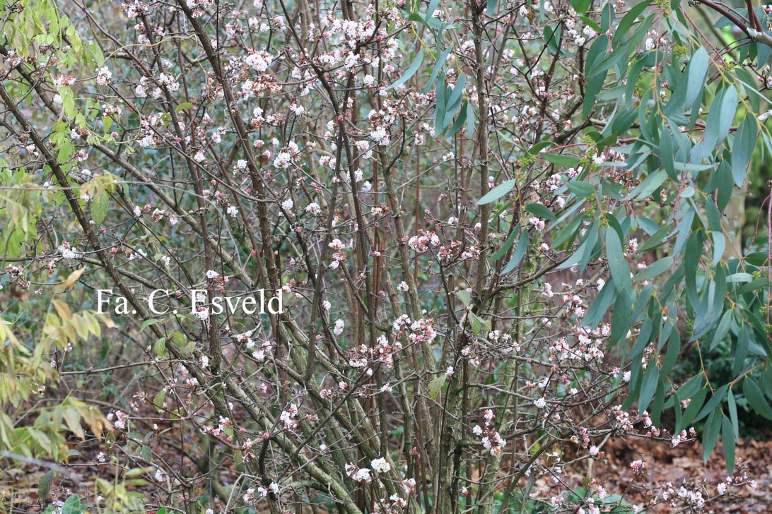 Viburnum bodnantense 'Dawn'