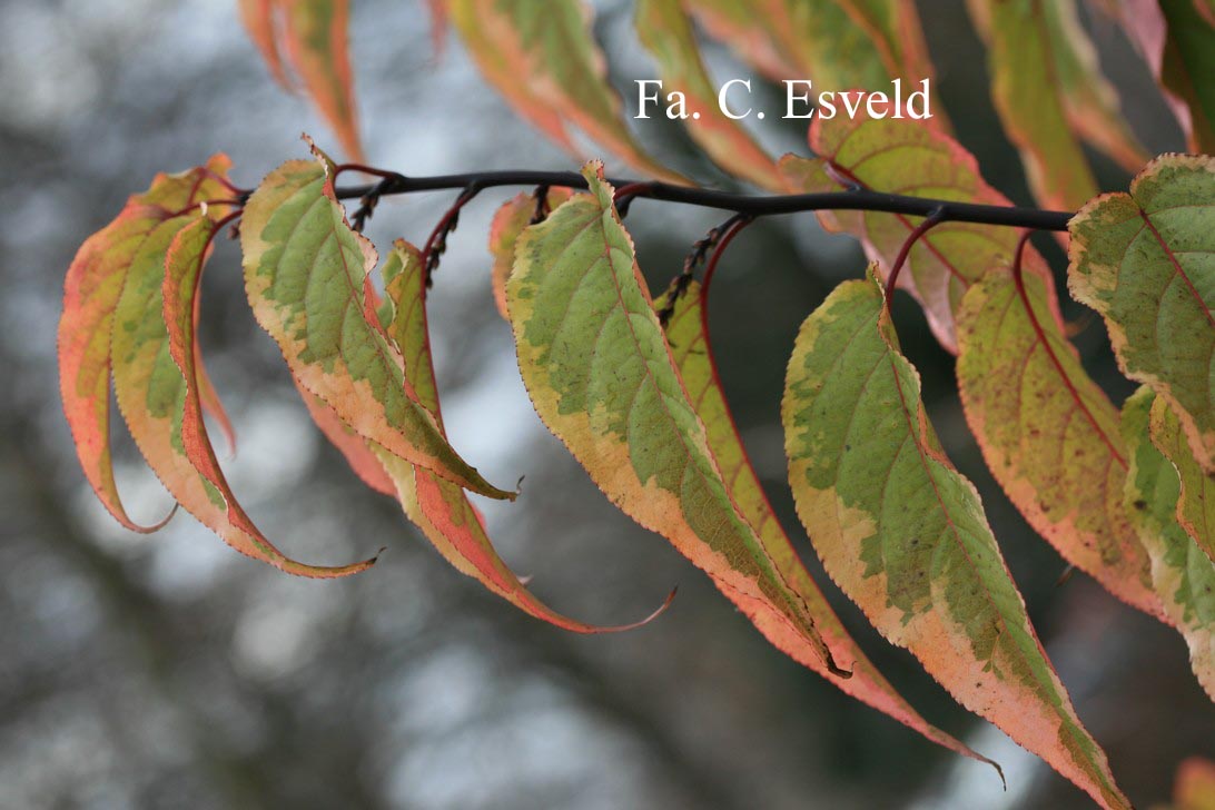 Stachyurus chinensis 'Joy Forever'