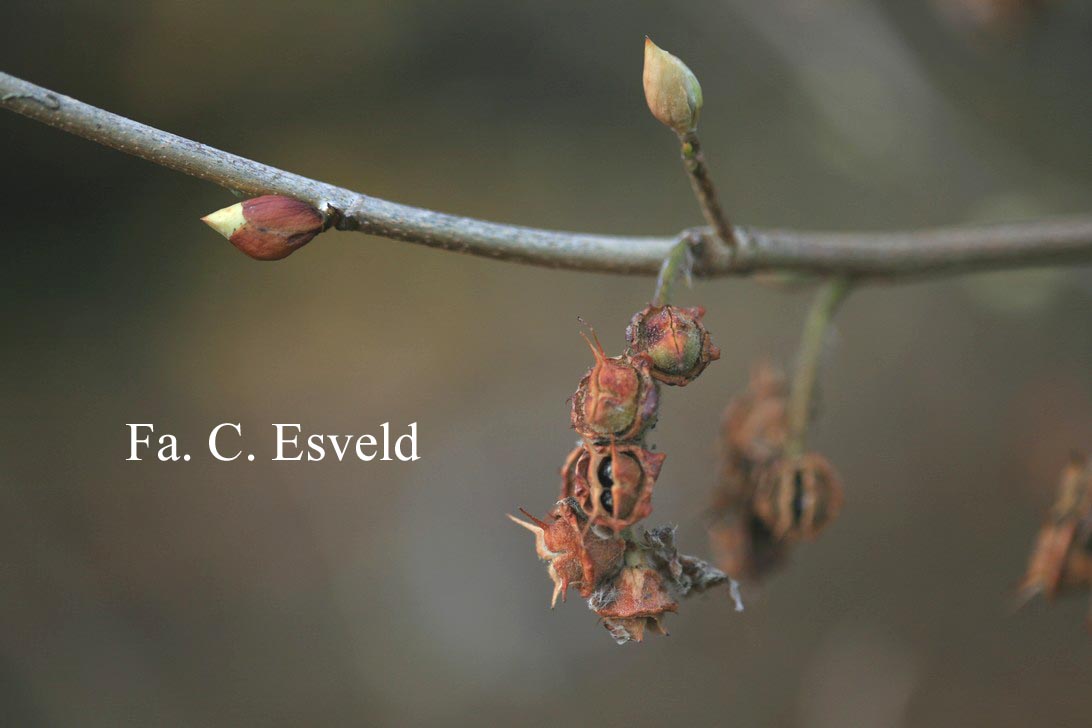 Corylopsis sinensis