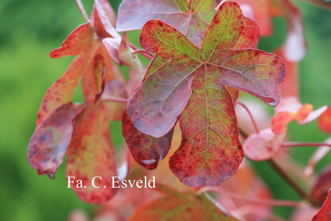 Liquidambar styraciflua 'Rotundiloba'