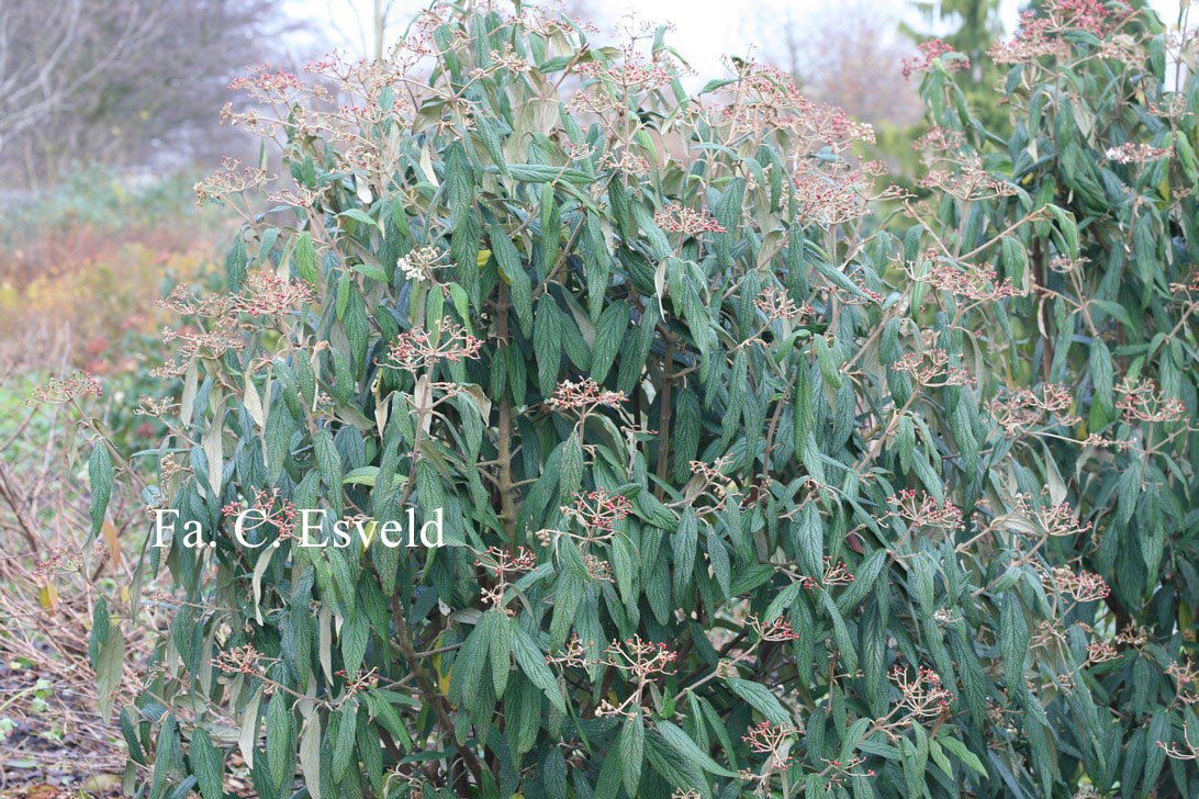 Viburnum rhytidophyllum 'Green Trump'