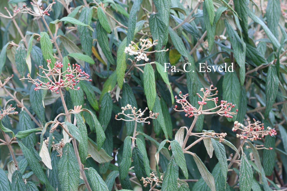 Viburnum rhytidophyllum 'Green Trump'