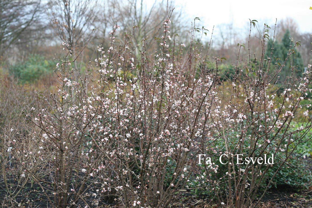 Viburnum bodnantense 'Charles Lamont'