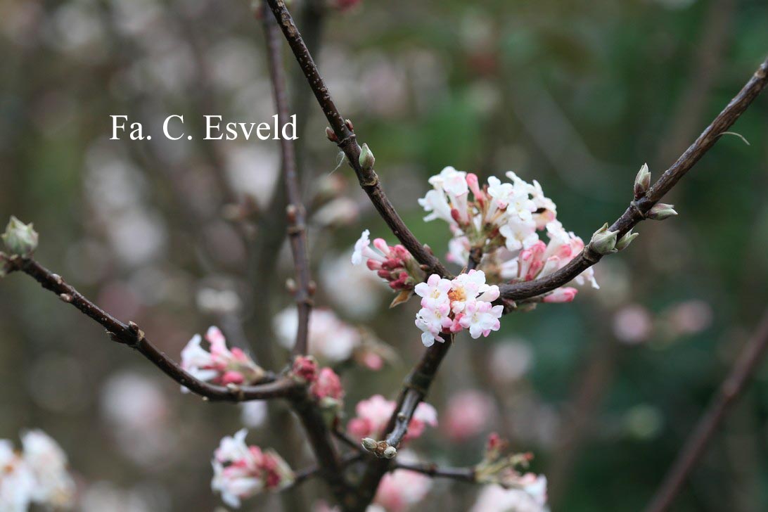 Viburnum bodnantense 'Charles Lamont'