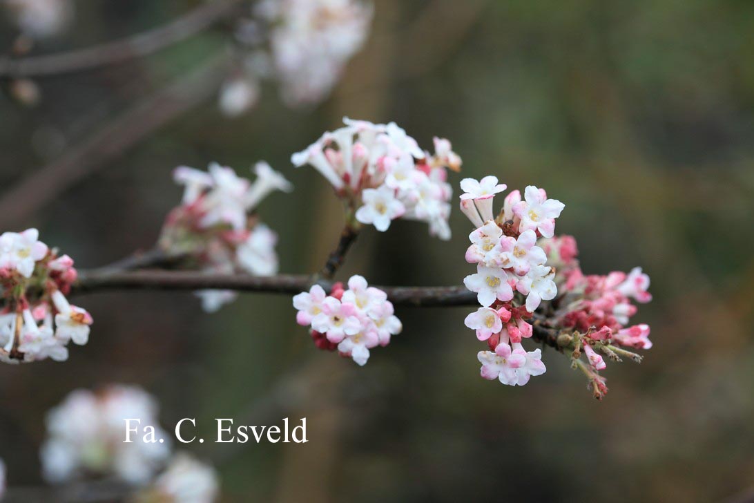 Viburnum bodnantense 'Charles Lamont'