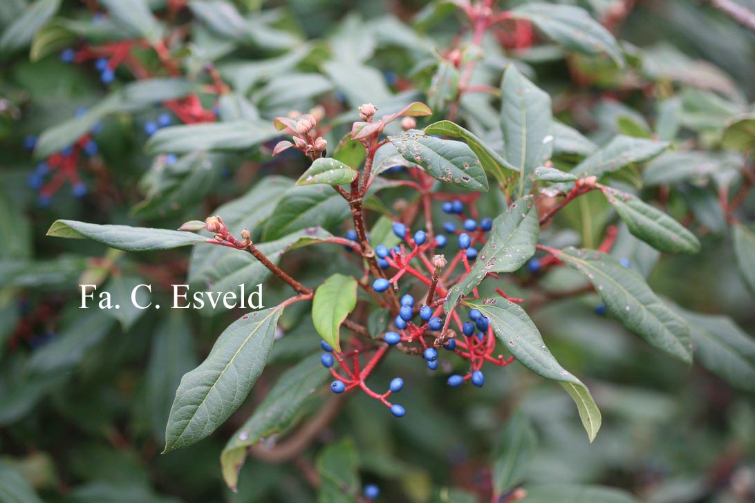 Viburnum globosum 'Jermyn's Globe'