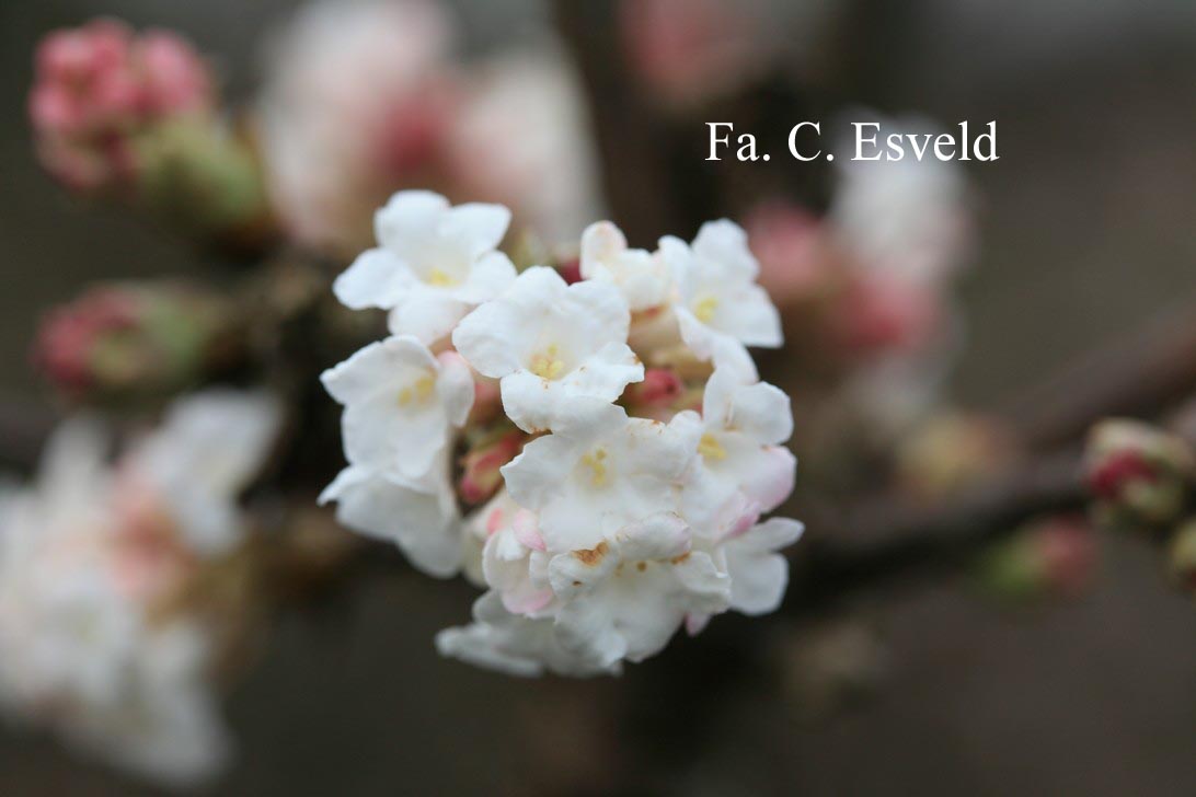 Viburnum bodnantense 'Deben'