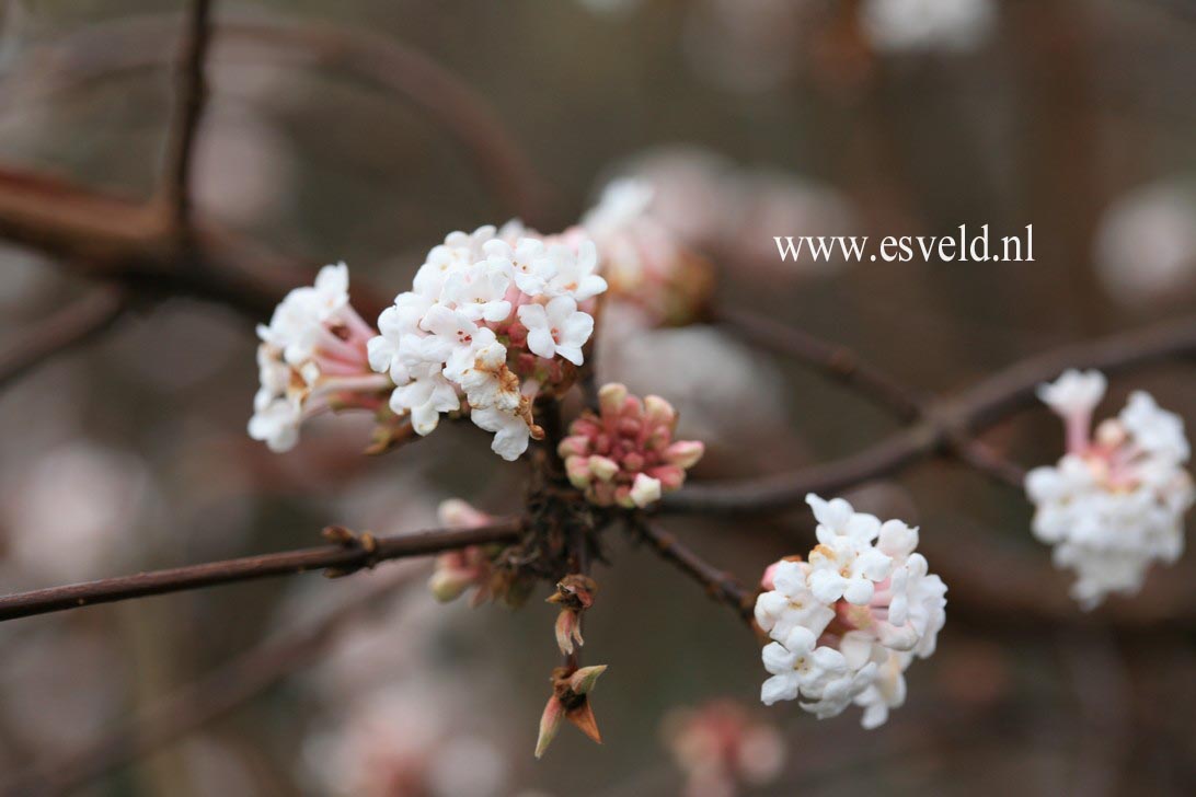 Viburnum farreri 'Farrer's Pink'