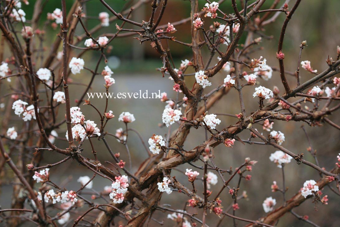 Viburnum farreri 'Farrer's Pink'