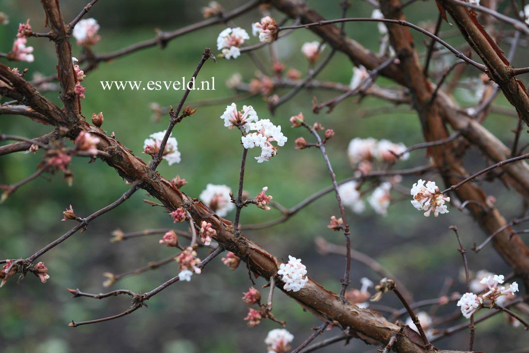 Viburnum farreri 'Farrer's Pink'