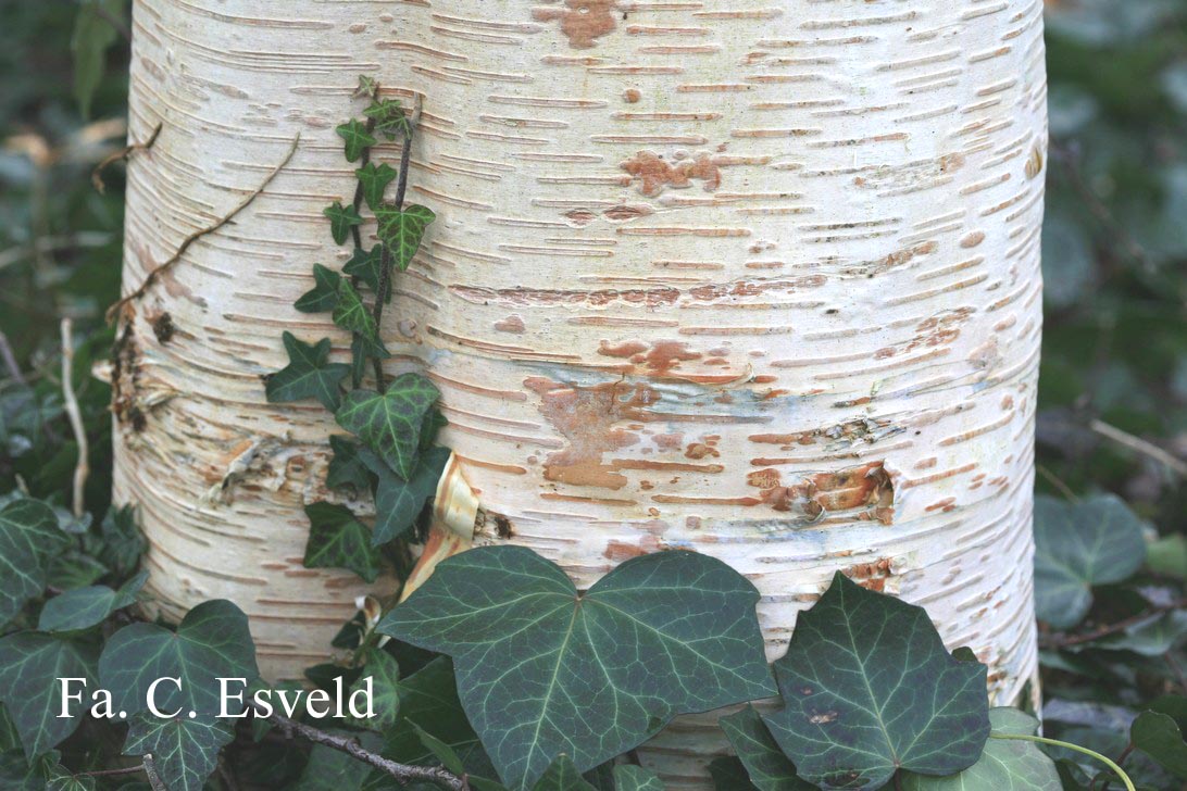 Betula ermanii