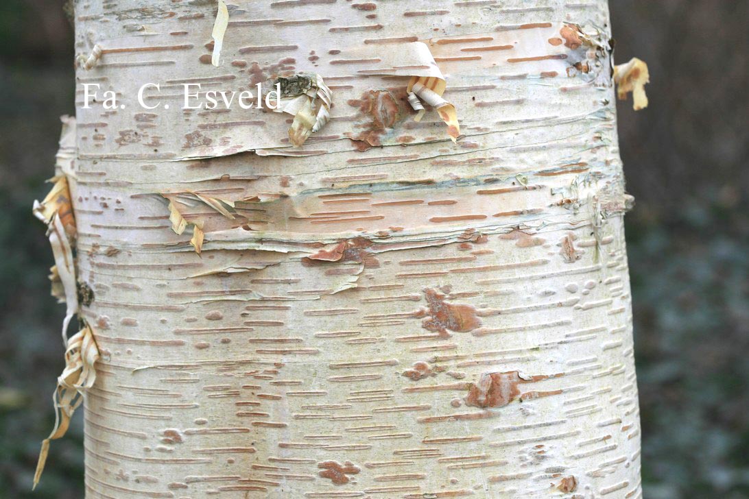 Betula ermanii