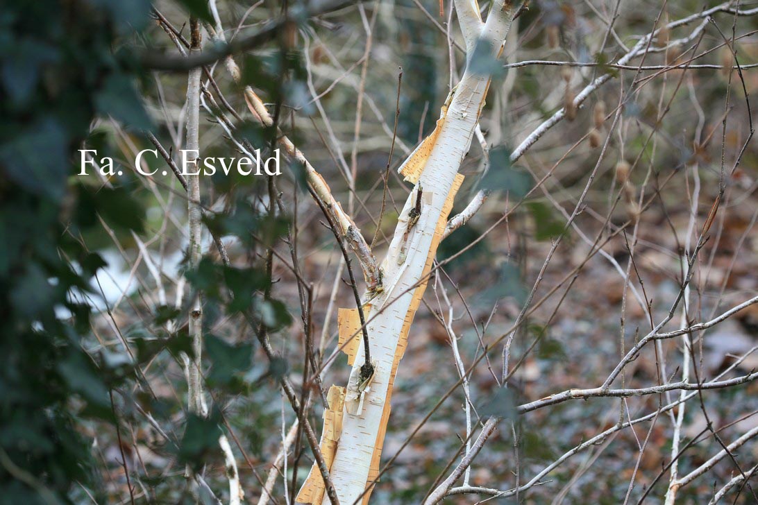 Betula utilis