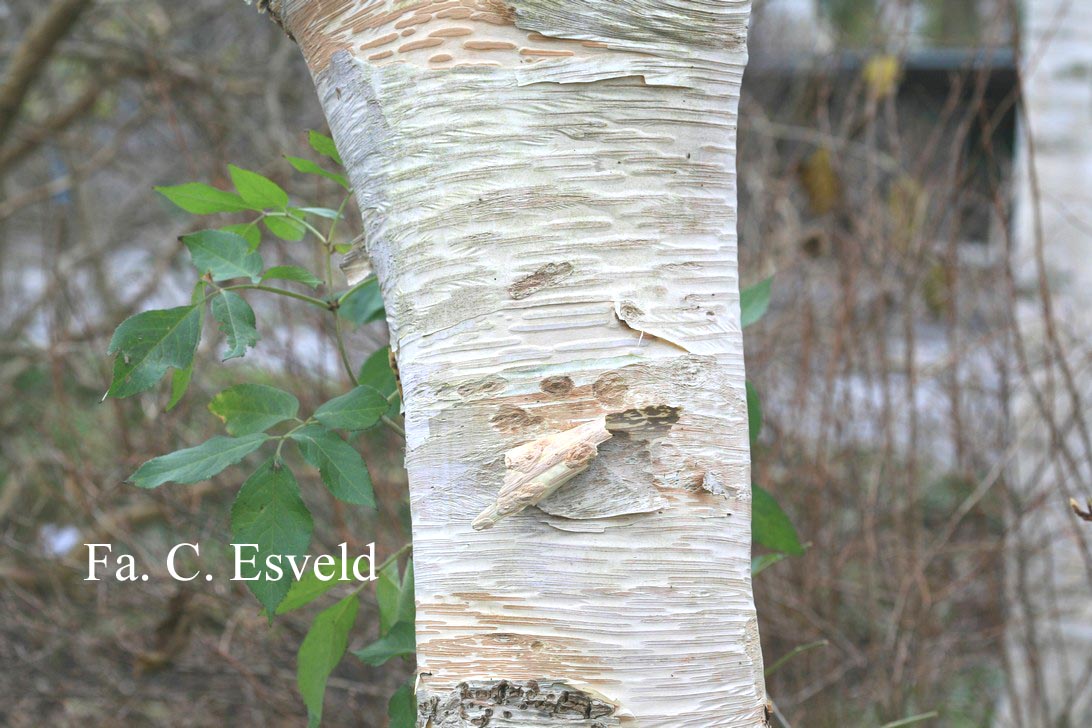 betula ermanii holland