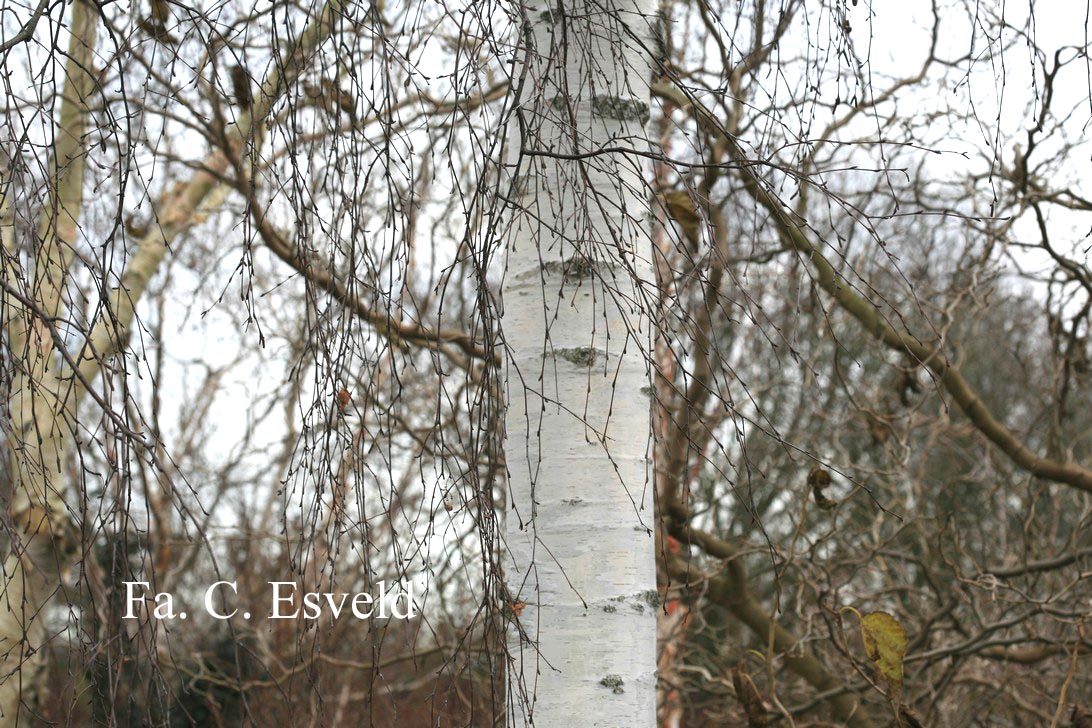 Betula pendula 'Tristis'