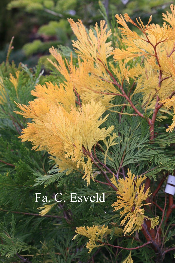 Calocedrus decurrens 'Aureovariegata'